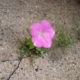 pink flower growing
