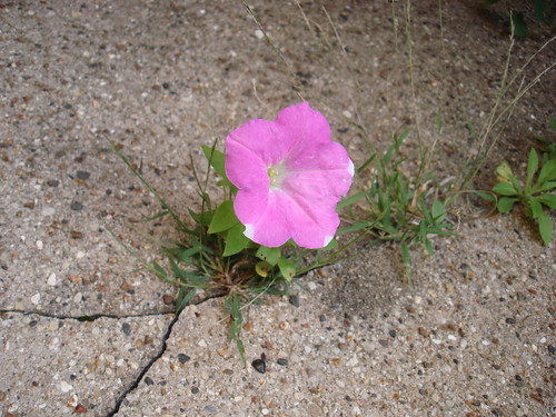 pink flower growing